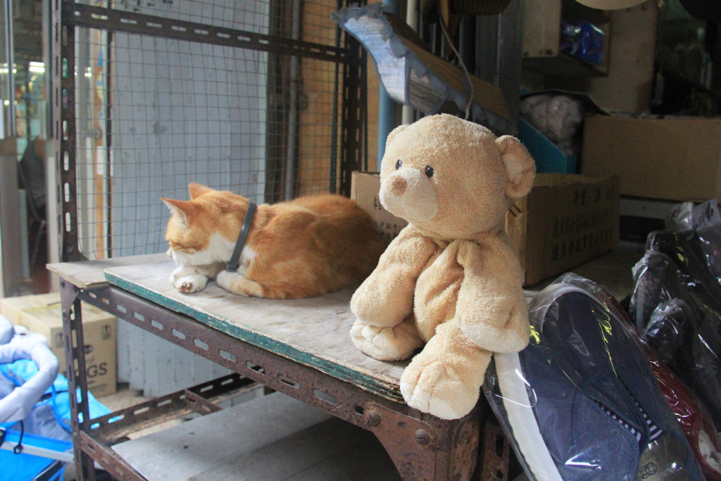 Woody's new friend, found at Tai O.
