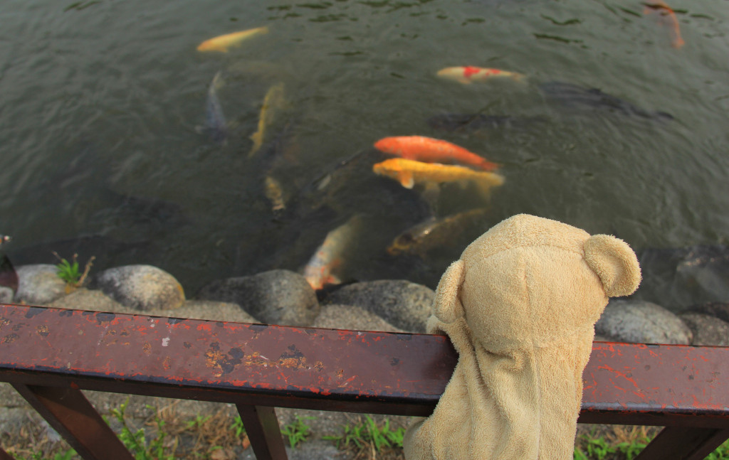 Giant koi fish in the moat.