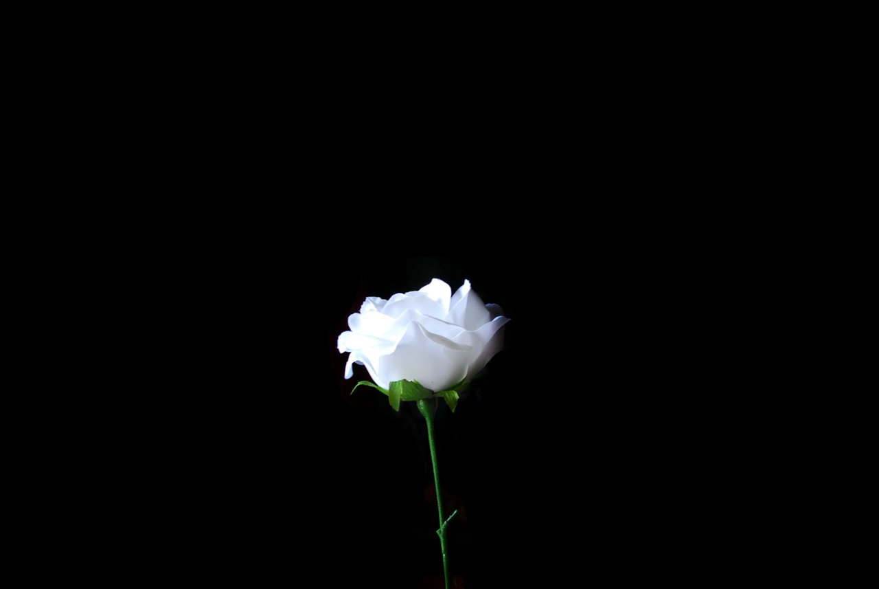 EM_12_8_whiterose