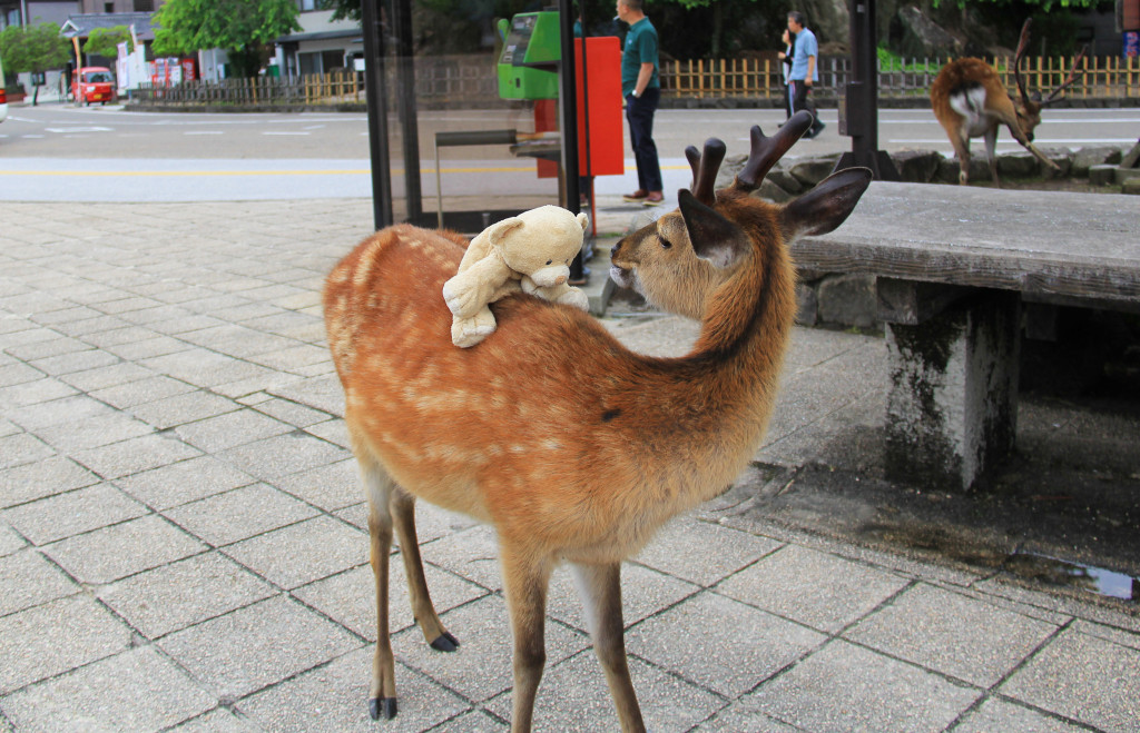 Woody making friends with local deer.