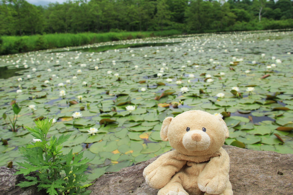 Tons and tons of lotus flowers.