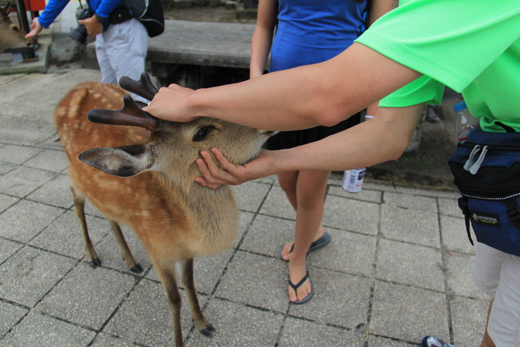 My dad petting the deer.