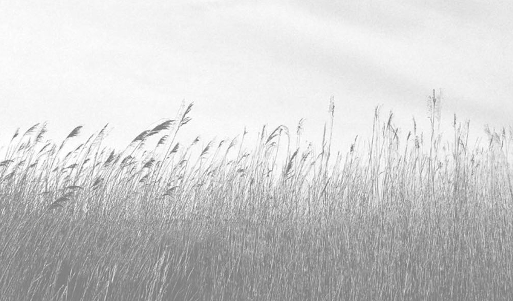 field