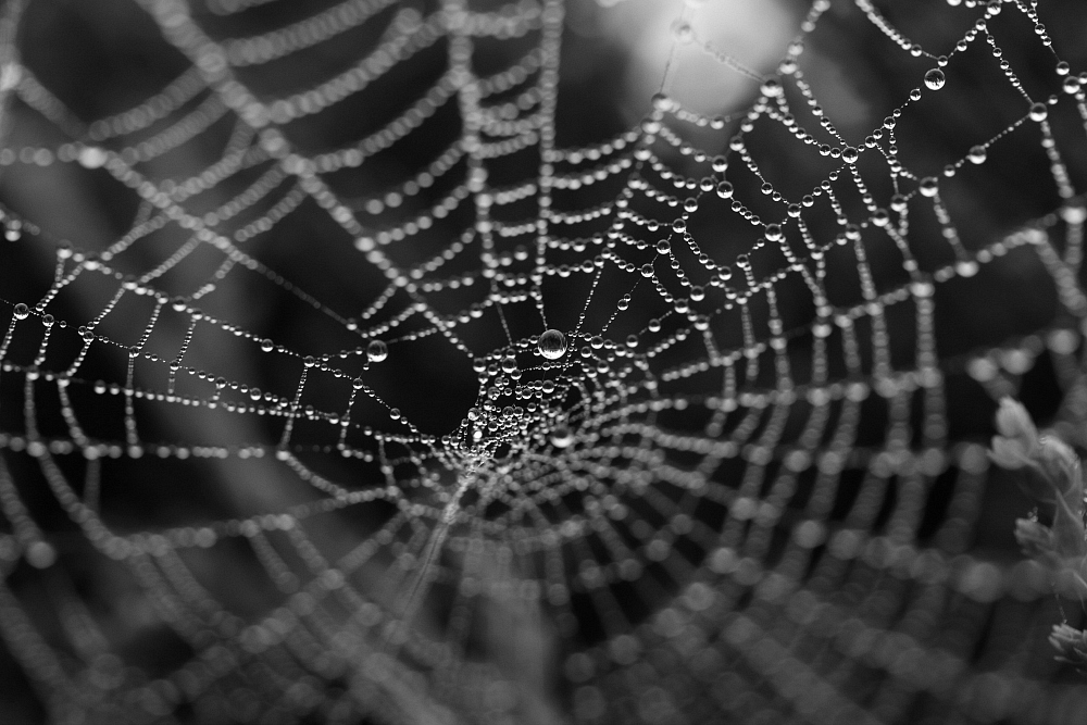 web